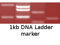 1kb DNA Ladder marker 