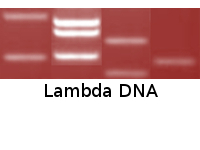 Lambda DNA