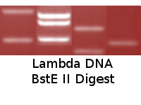 Lambda DNA BstE II Digest