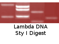 Lambda DNA StyI Digest