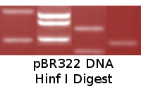 pBR322 DNA HinfI Digest