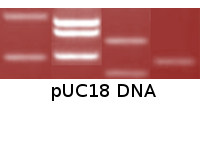 pUC18 DNA