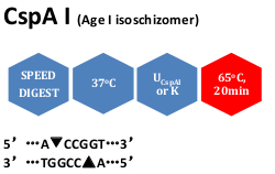 CspA I (Age I isoschizomer)